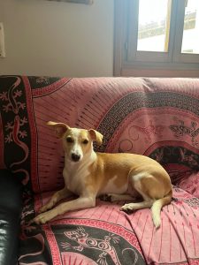 ¡Necestimos vuestra ayuda!  Desde el viernes lleva perdido un perrín, compartid …