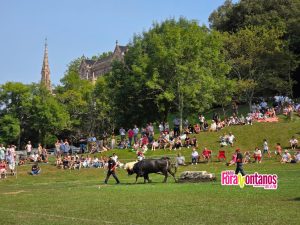 Arrastre de Bueyes en Comillas 2025