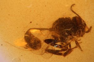 Nueva especie descubierta en El Soplao.
Investigadores identifican una avispa fó…